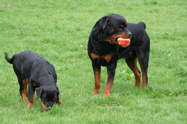 Bronco & Sierra aan de wandel Afbeelding029-13