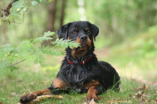 Met Balou, Rambo, Wodan en Sierra naar het Hulsbeek Afbeelding051-7