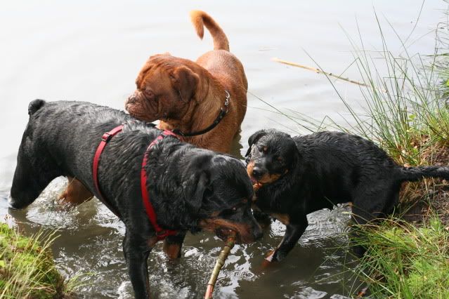 Met Balou, Rambo, Wodan en Sierra naar het Hulsbeek Afbeelding062-6