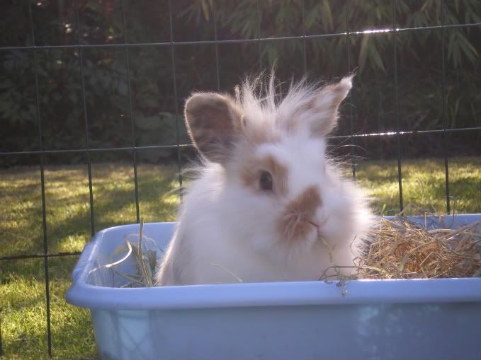 More buns in the sun - for Charlotte and Honeybunny Rabbits-09092022