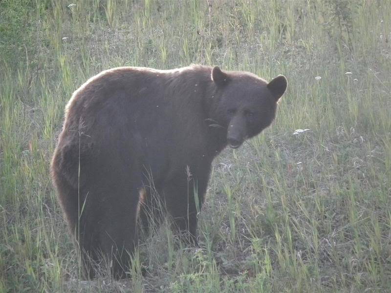 A quatre pattes dans les Carpates - Page 2 VoyageAlaska506Large