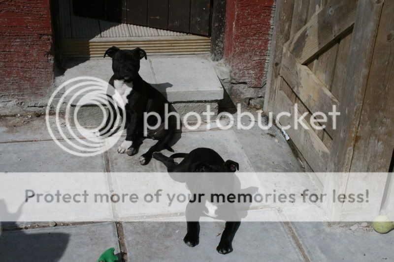 Recent pix of Angel & Yazmin My Furry Babies Puppies025