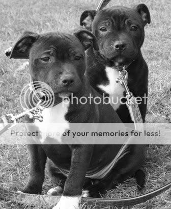 Kacibull Black Delia & Kacibull Our Sadie aka Angel & Yazmin YazAngel