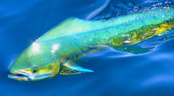 Favorite Fish Pic FirstMahi6-08-2010-1-2