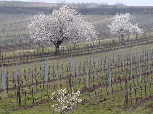 Endlich Frühling.... - Seite 3 W_58364