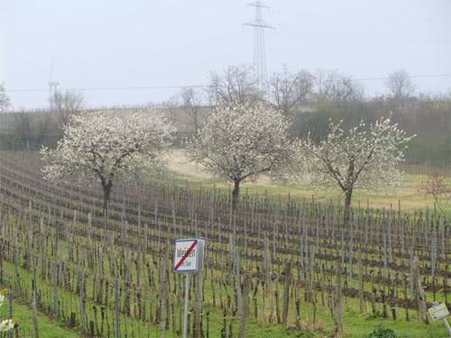 Endlich Frühling.... - Seite 3 W_58365