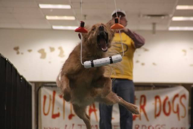 POLL - Macomb Adoption & Pet Expo, Roseville, MI Rogan