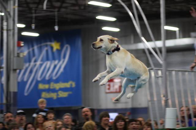 POLL - CT Pet Expo Colby