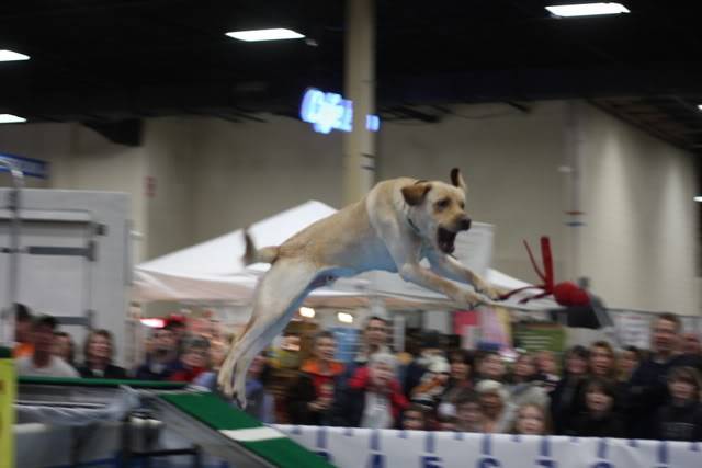 POLL - Super Pet Expo, Edison, NJ Ralphie