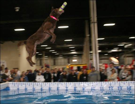 POLL - Super Pet Expo - Edison, NJ Mocha-12