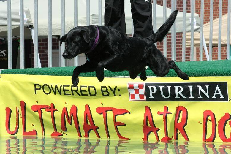 POLL - Mutt Strut Brie