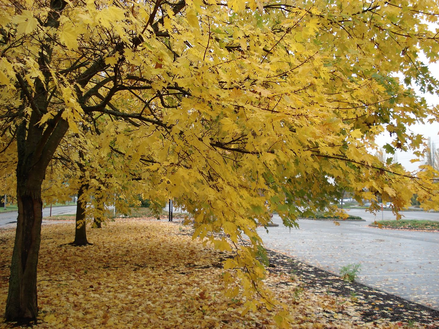 Les feuilles mortes DSC09477