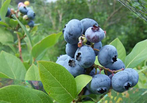افضل 11 غذاء أنت لا تأكله Blueberries