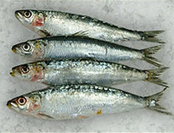 افضل 11 غذاء أنت لا تأكله Sardines