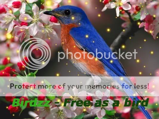 Promotiewedstrijd Birdzz KopievanBluebird