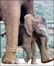 Cute Animal Tournament Round 1.22 Elephant v Rhino Elephant-baby