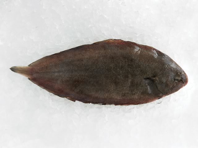 FISH IDENTIFICATION  13619_dover_sole-1