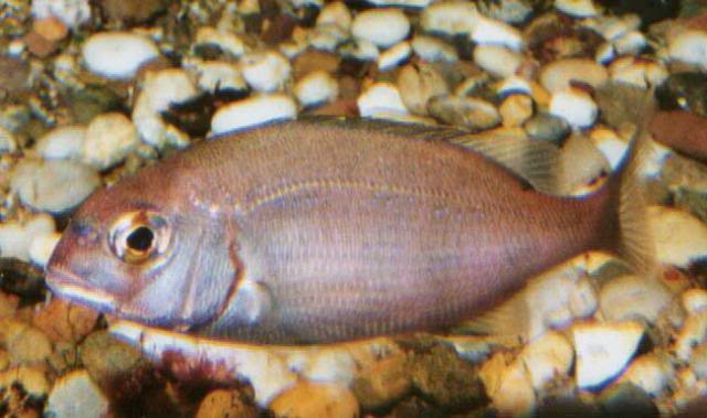 FISH IDENTIFICATION  Couchbream