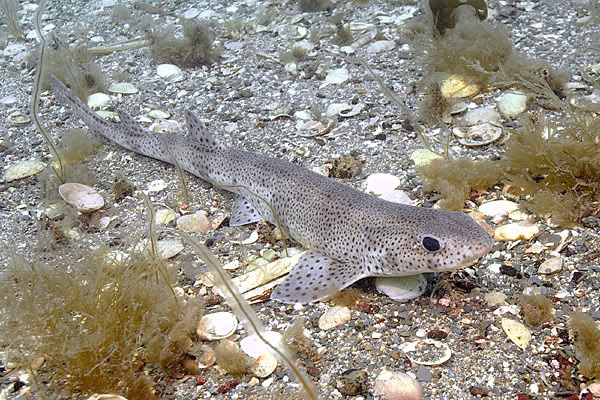 FISH IDENTIFICATION  Lesser_Spotted_Catshark_023