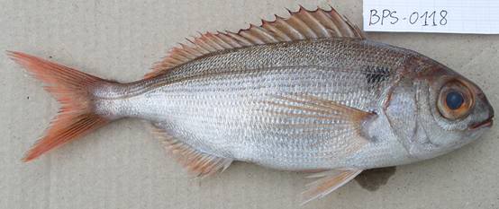 FISH IDENTIFICATION  REDSEABREAM