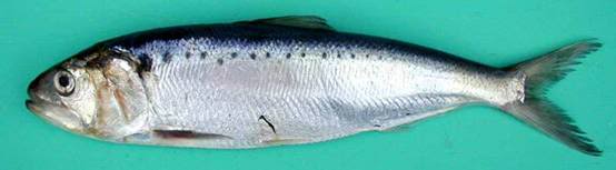 FISH IDENTIFICATION  TWAITESHAD