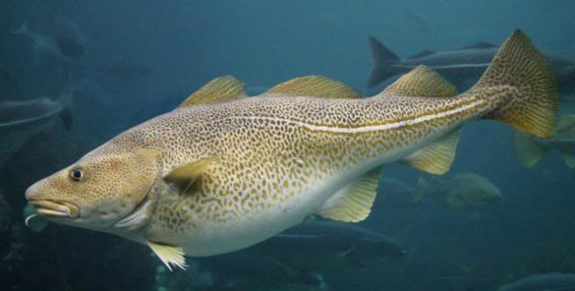 FISH IDENTIFICATION  Atlantic-cod