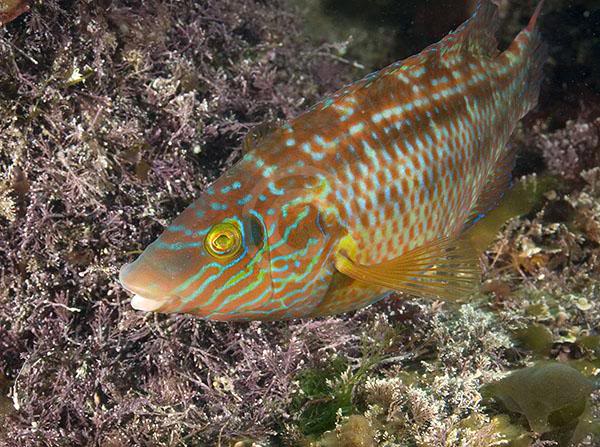 FISH IDENTIFICATION  Corkwing_wrasse_male___nest