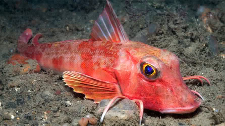 FISH IDENTIFICATION  Gurnard_ccw