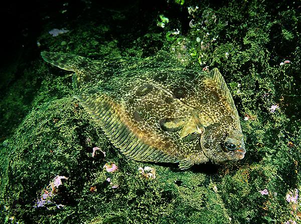 FISH IDENTIFICATION  Lemon_sole_on_rocks