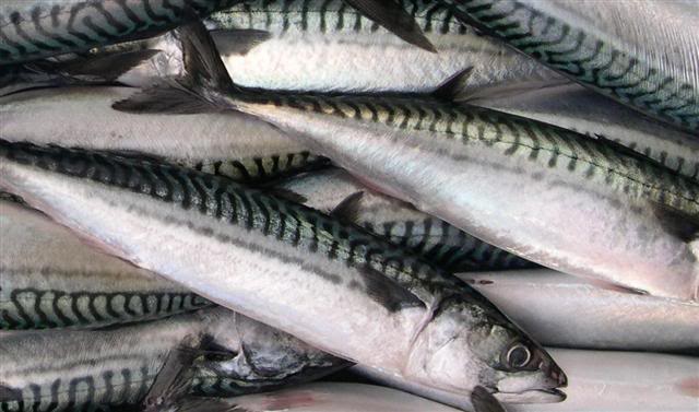 FISH IDENTIFICATION  Mackerel-1