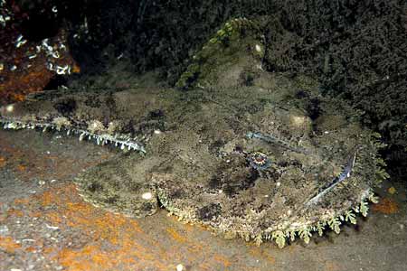 FISH IDENTIFICATION  Monkfish_large