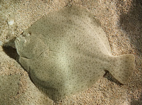 FISH IDENTIFICATION  Turbot2