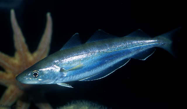 FISH IDENTIFICATION  Whiting2