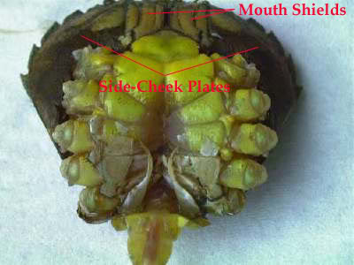 PEELER CRAB PREPARATION STEP BY STEP FOR RESOURCE Cheekandmouth