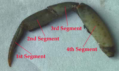 PEELER CRAB PREPARATION STEP BY STEP FOR RESOURCE Leg