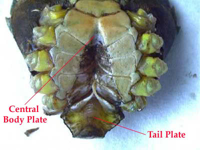 PEELER CRAB PREPARATION STEP BY STEP FOR RESOURCE Lifttailplate