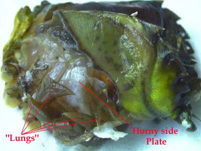 PEELER CRAB PREPARATION STEP BY STEP FOR RESOURCE Lungs