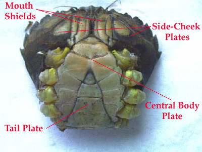 PEELER CRAB PREPARATION STEP BY STEP FOR RESOURCE Nolegsunderside