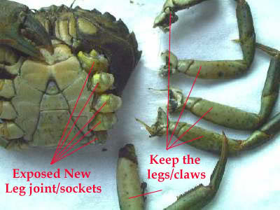 PEELER CRAB PREPARATION STEP BY STEP FOR RESOURCE Removelegs