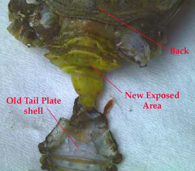 PEELER CRAB PREPARATION STEP BY STEP FOR RESOURCE Removetailplate