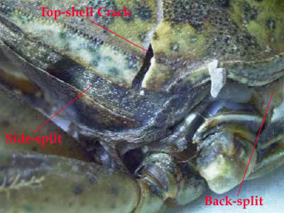 PEELER CRAB PREPARATION STEP BY STEP FOR RESOURCE Sidesplit