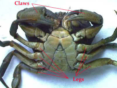 PEELER CRAB PREPARATION STEP BY STEP FOR RESOURCE Underside