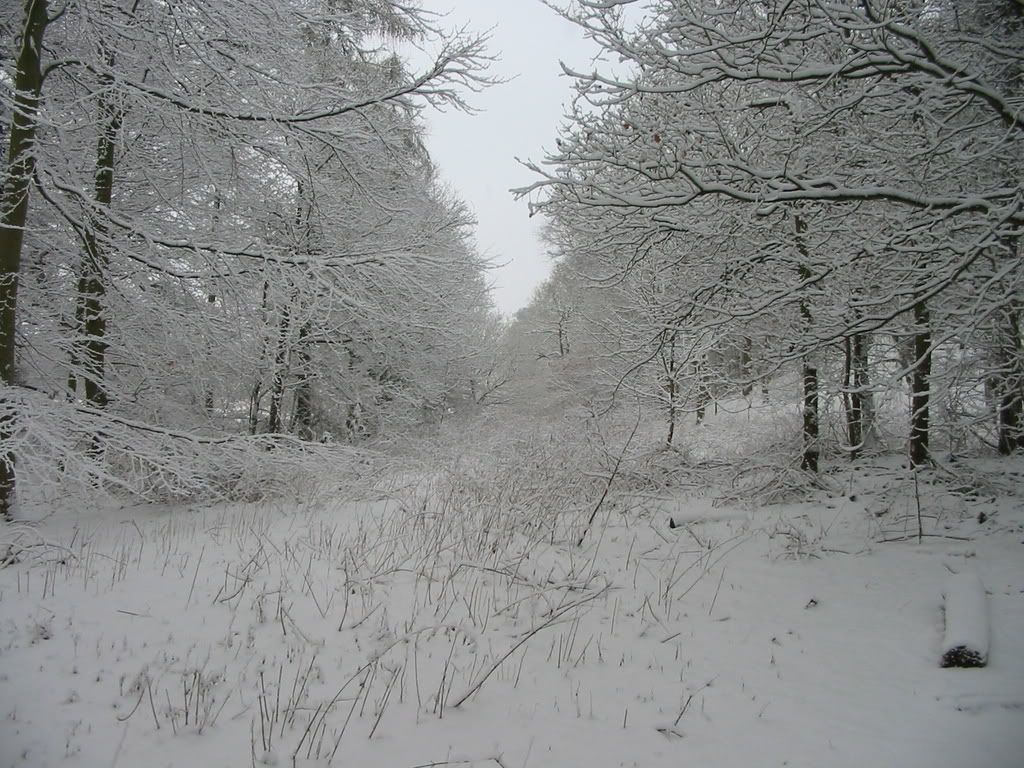 Snow glorious snow IMG_0042