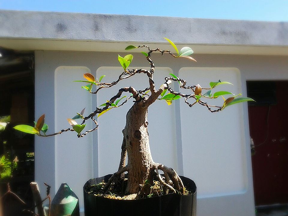 Rare species of bonsai - Page 4 971999_526265710741910_798651295_n_zps63362c61