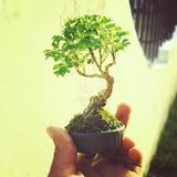 The smallest bonsai I got Gallego