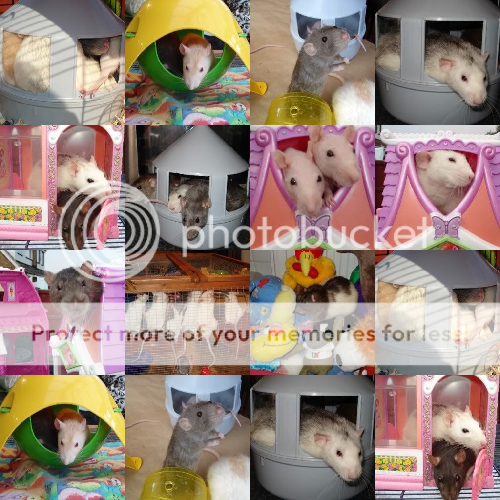 new babies Collage-5