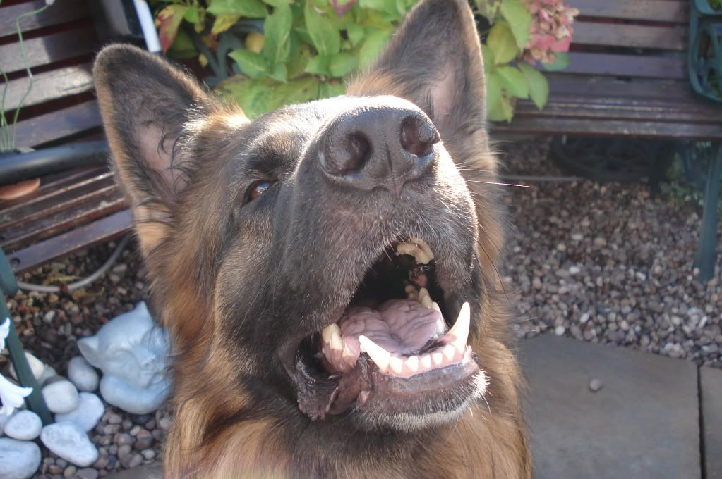 vote for the happiest face picture Dogs084-2