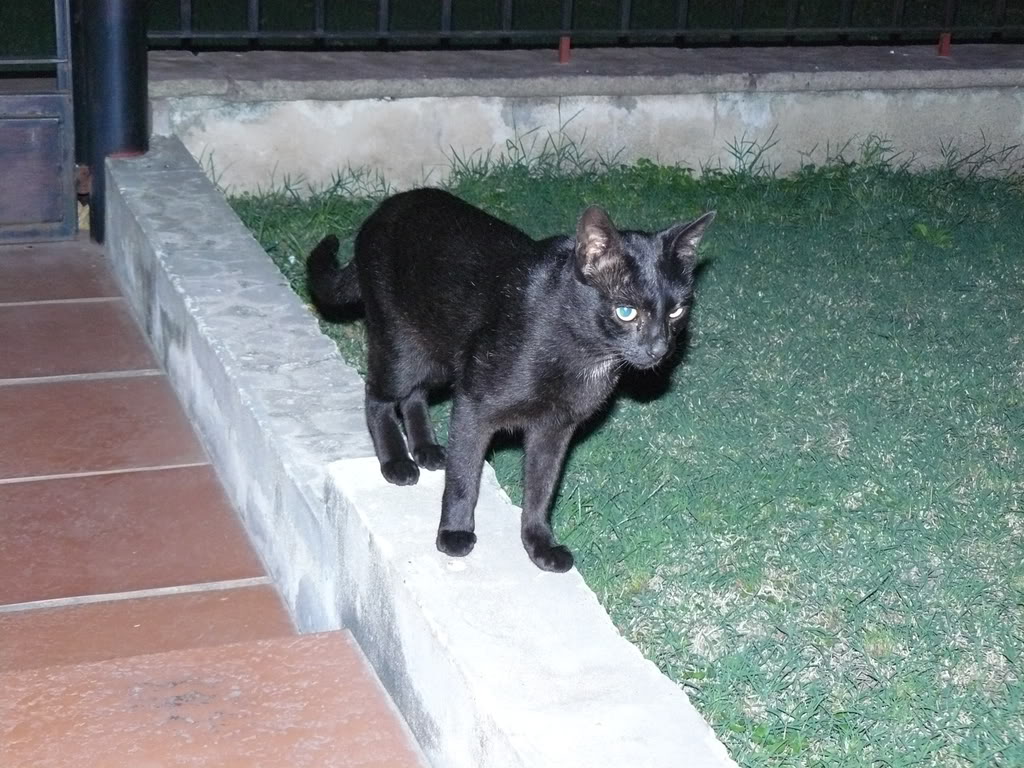 Fotos de nuestras mascotas n.n! P1000030