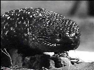 The Giant Gila Monster GiantGilaMonster1