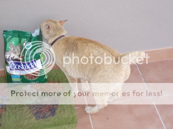 Gordi.gato casero en la calle (Valencia) Ester2